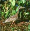 Sunbittern