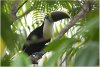 Toucan (Red-billed)