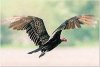 Turkey Vulture