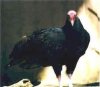 Turkey Vulture