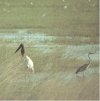 Wading Birds