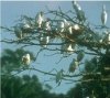 White Heron