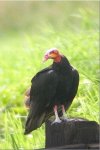 Yellow Head Vulture