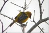 Yellow Plantain - Oriole