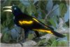 Yellow Rumped Cacique