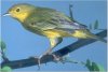 Yellow Warbler