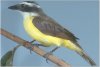 Kiskadee