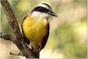 Kiskadee