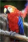 Macaw