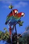 Macaws