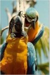 Macaws