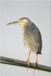 Striated Heron